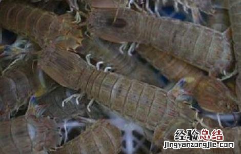 皮皮虾养殖基地 皮皮虾高产养殖技术