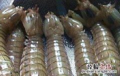 皮皮虾养殖基地 皮皮虾高产养殖技术