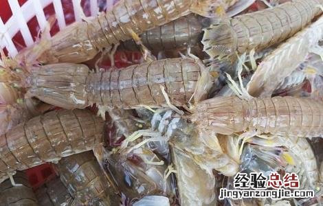 皮皮虾养殖基地 皮皮虾高产养殖技术
