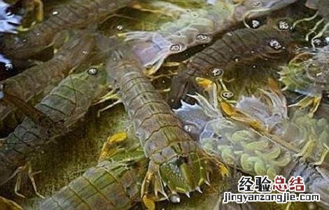 皮皮虾养殖基地 皮皮虾高产养殖技术