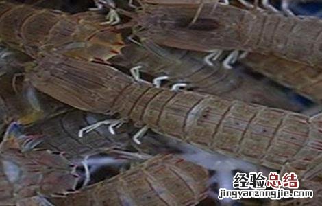 在淡水条件下人工养殖皮皮虾 在淡水条件下人工养殖皮皮虾可以吗