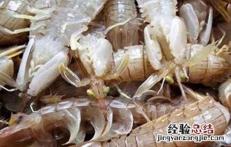 在淡水条件下人工养殖皮皮虾 在淡水条件下人工养殖皮皮虾可以吗
