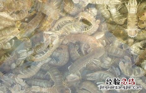 在淡水条件下人工养殖皮皮虾 在淡水条件下人工养殖皮皮虾可以吗