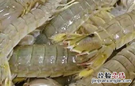 在淡水条件下人工养殖皮皮虾 在淡水条件下人工养殖皮皮虾可以吗