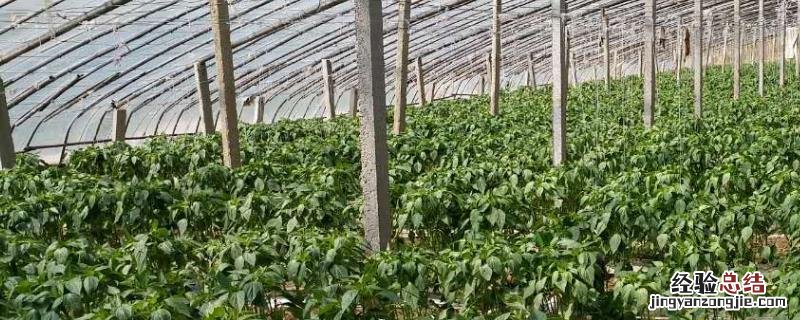 大棚辣椒种植技术与管理，亩产量一般多少斤