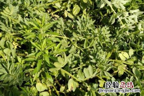 半阴半阳适合的种植蔬菜 半阴半阳适合的种植