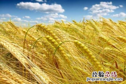 航麦501品种介绍 中麦5051品种介绍