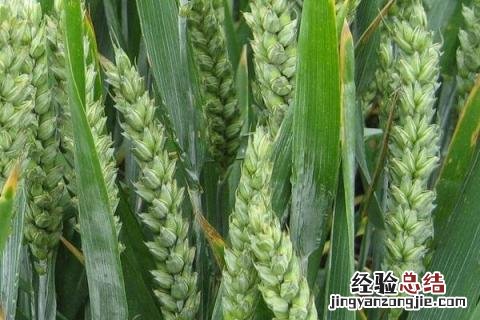 航麦501品种介绍 中麦5051品种介绍