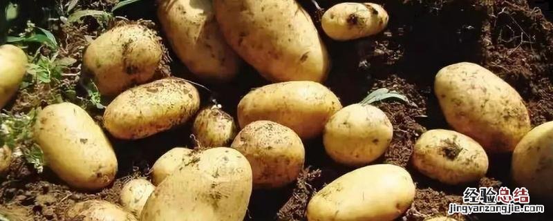 大棚土豆种植时间和方法，如何管理