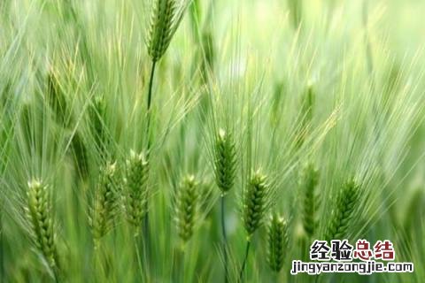 洛麦23品种介绍 洛麦21麦种