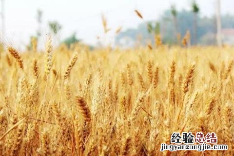 洛麦23品种介绍 洛麦21麦种