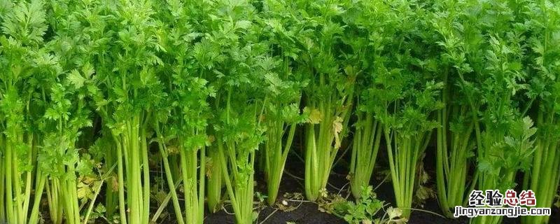 露地芹菜的种植技术,怎么管理长得快