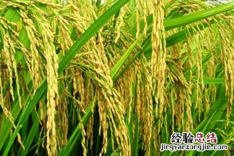 荃优822水稻品种 荃优1606水稻品种
