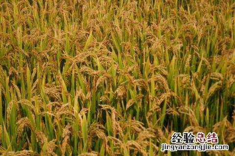 荃优822水稻品种 荃优1606水稻品种