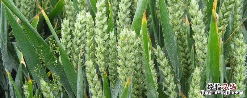 古代小麦的别称，谈谈小麦或油菜的栽培与管理