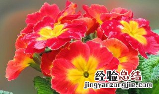 报春花的传说 报春花是什么