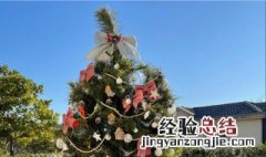 圣诞树真树是什么树 真圣诞树是用什么树