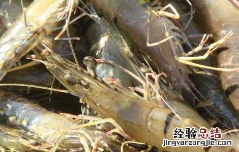 基围虾淡水养殖技术 基围虾高产养殖技术