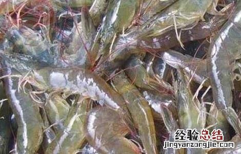 基围虾淡水养殖技术 基围虾高产养殖技术