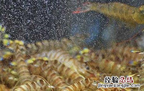 基围虾虾苗价格 基围虾苗价格及养殖方法