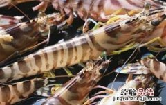 基围虾虾苗价格 基围虾苗价格及养殖方法