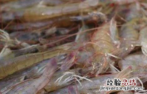 基围虾虾苗价格 基围虾苗价格及养殖方法