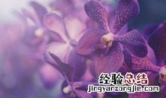 君子兰的传说故事 君子兰的传说