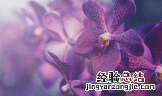 君子兰的传说故事 君子兰的传说