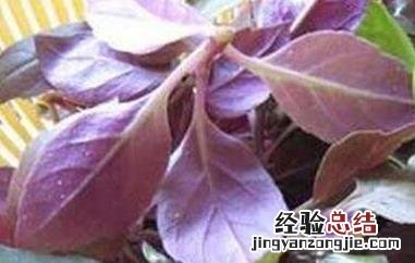 温州观音菜腌制泡菜的做法 温州观音菜如何腌