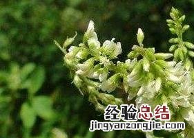 白花茶的功效与作用 白花茶的功效与作用图片
