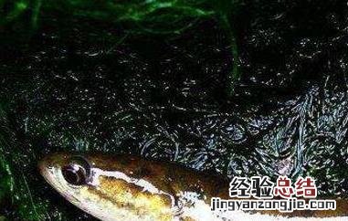 七星鱼的功效与作用医学教育网 七星鱼的功效与作用
