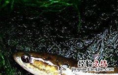 七星鱼的功效与作用医学教育网 七星鱼的功效与作用