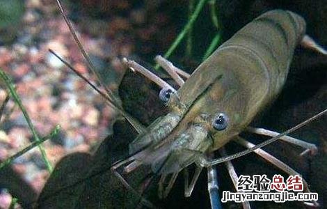 淡水虾苗价格及养殖方法 淡水虾苗养殖技术