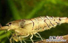 淡水虾苗价格及养殖方法 淡水虾苗养殖技术