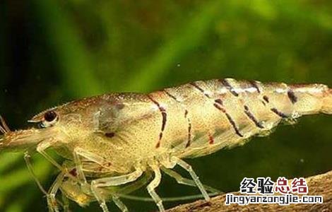 淡水虾苗价格及养殖方法 淡水虾苗养殖技术