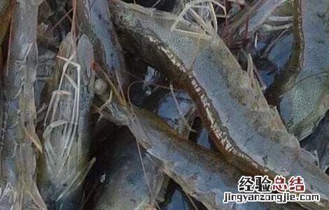 淡水虾苗价格及养殖方法 淡水虾苗养殖技术