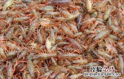 小龙虾种苗价格及养殖方法大全 小龙虾种苗价格及养殖方法