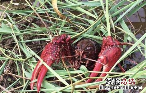 小龙虾种苗价格及养殖方法大全 小龙虾种苗价格及养殖方法