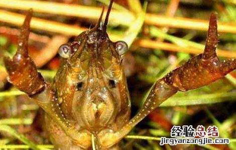 小龙虾种苗价格及养殖方法大全 小龙虾种苗价格及养殖方法