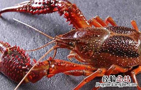 小龙虾怎么去掉虾线 小龙虾去掉虾线肉散了