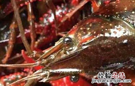 小龙虾怎么去掉虾线 小龙虾去掉虾线肉散了