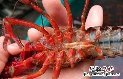 小龙虾怎么去掉虾线 小龙虾去掉虾线肉散了