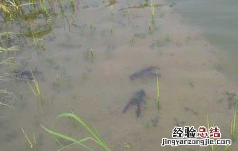 2017年养小龙虾赚钱吗 养小龙虾一年赚多少钱