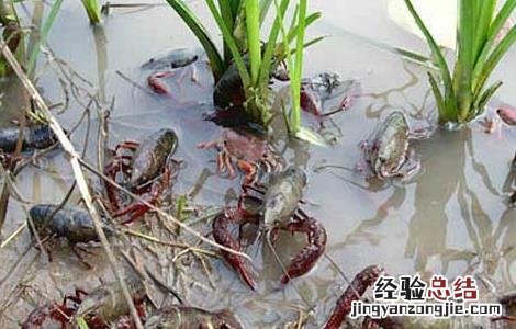 2017年养小龙虾赚钱吗 养小龙虾一年赚多少钱