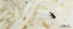 米出虫了要怎么才能把虫去掉，米生虫了还能吃吗