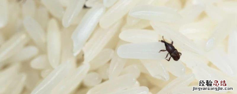 米出虫了要怎么才能把虫去掉,米生虫了还能吃吗