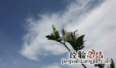 关于行为优雅的句子 描写行为优雅的句子