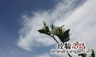 关于行为优雅的句子 描写行为优雅的句子