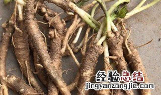 鲜桔梗怎么做好吃 鲜桔梗怎么吃
