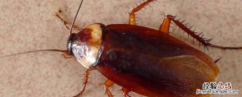 蟑螂能淹死吗 蟑螂能被淹死嘛